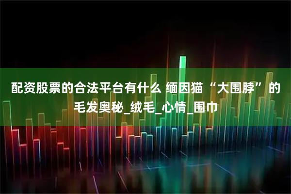 配资股票的合法平台有什么 缅因猫 “大围脖” 的毛发奥秘_绒毛_心情_围巾